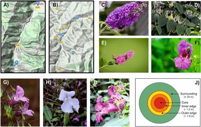 Color-advertising strategies of invasive plants through the bee eye